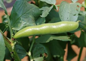 みなとみらいのシェイクシャック – 開放感あふれるハンバーガー体験