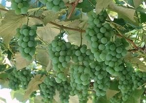 吉祥寺の絶品薪窯ピッツァと本格イタリアンを楽しむ【ラ・ベファーナ 吉祥寺】の魅力と店舗情報